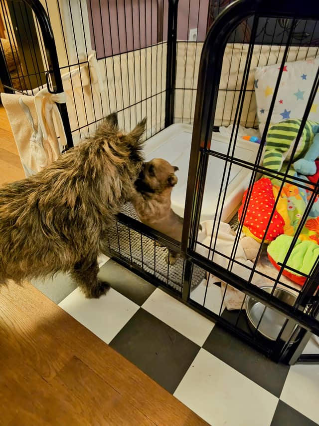 Vun Attilbrigga Cairn Terrier