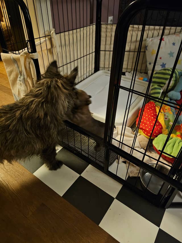 Vun Attilbrigga Cairn Terrier