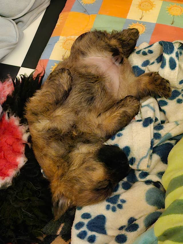 Vun Attilbrigga Cairn Terrier
