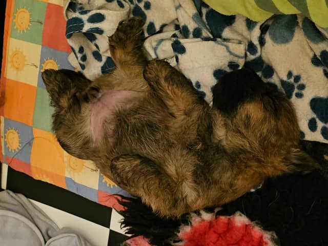 Vun Attilbrigga Cairn Terrier