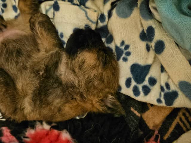 Vun Attilbrigga Cairn Terrier