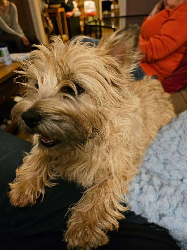 Vun Attilbrigga Cairn Terrier