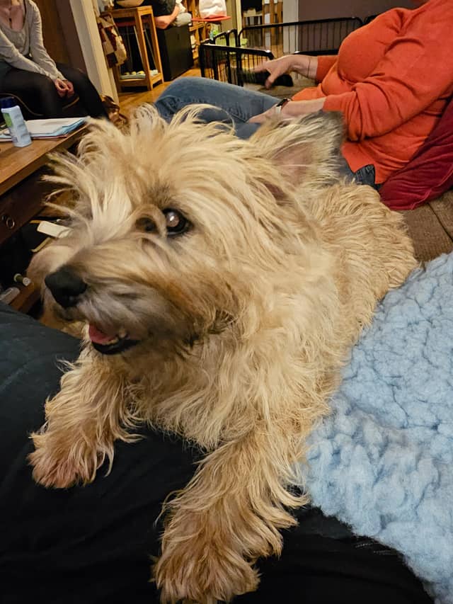 Vun Attilbrigga Cairn Terrier