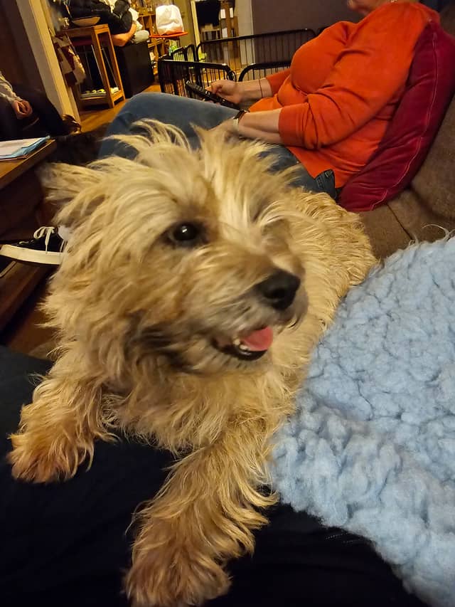 Vun Attilbrigga Cairn Terrier