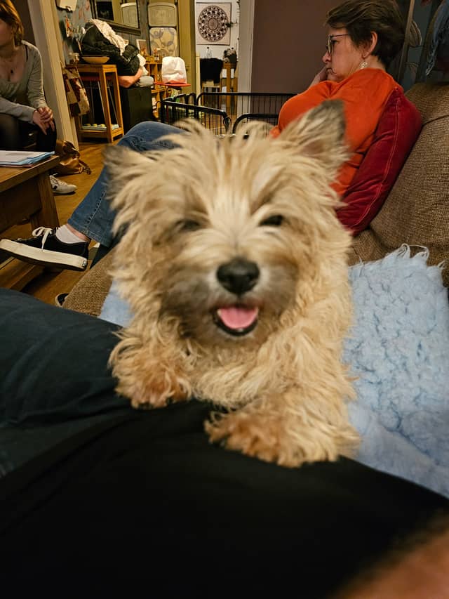 Vun Attilbrigga Cairn Terrier
