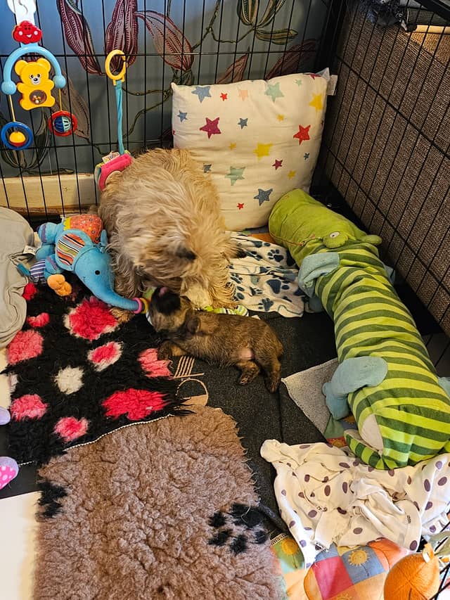 Vun Attilbrigga Cairn Terrier