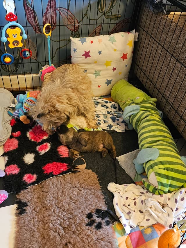 Vun Attilbrigga Cairn Terrier