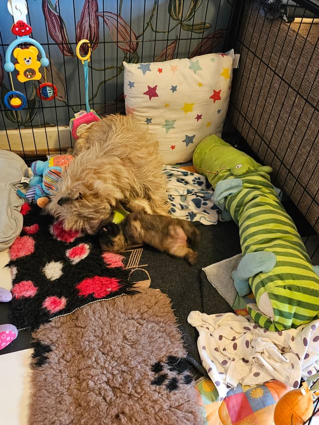 Vun Attilbrigga Cairn Terrier