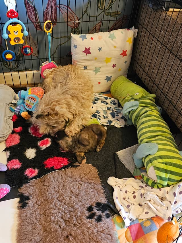 Vun Attilbrigga Cairn Terrier
