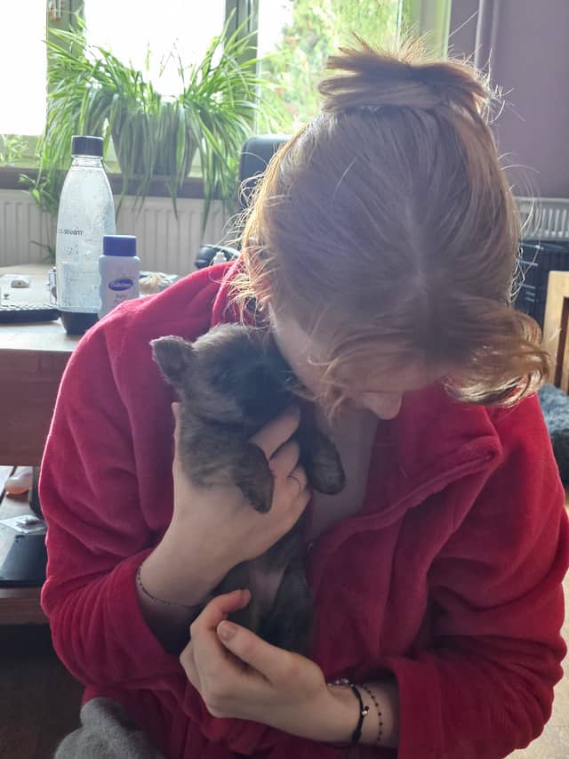 Vun Attilbrigga Cairn Terrier
