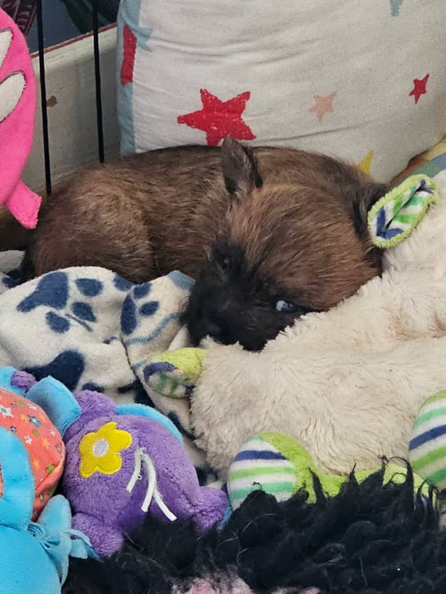 Vun Attilbrigga Cairn Terrier