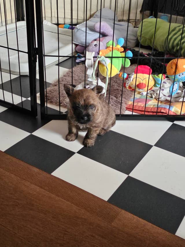 Vun Attilbrigga Cairn Terrier