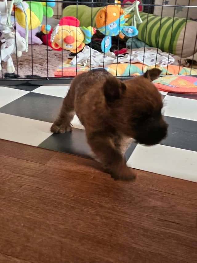 Vun Attilbrigga Cairn Terrier