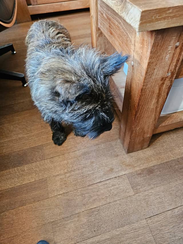 Vun Attilbrigga Cairn Terrier