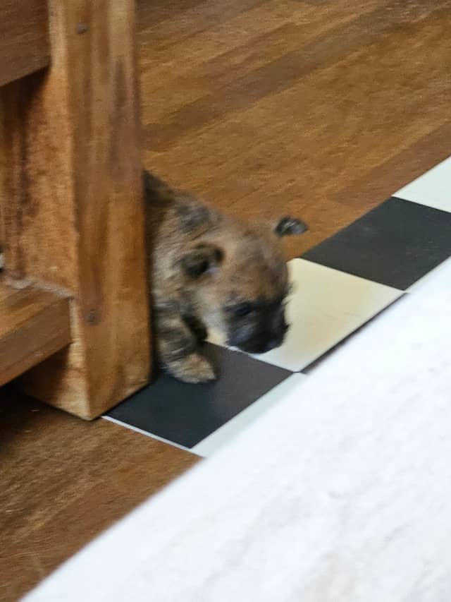 Vun Attilbrigga Cairn Terrier