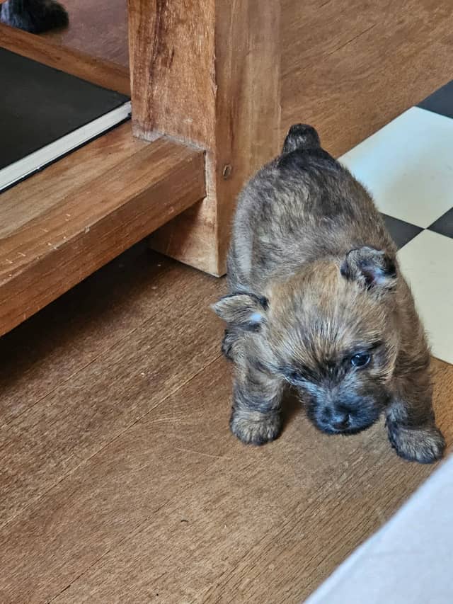 Vun Attilbrigga Cairn Terrier