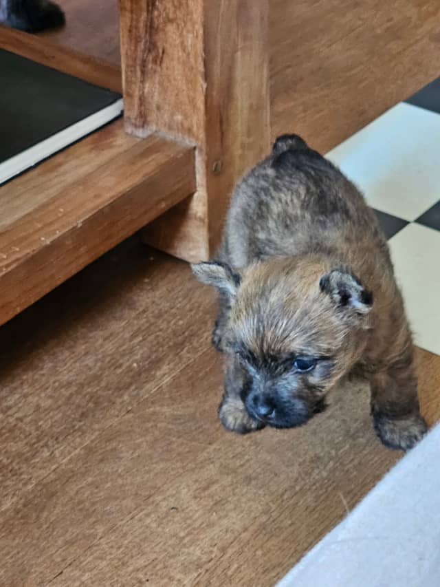 Vun Attilbrigga Cairn Terrier