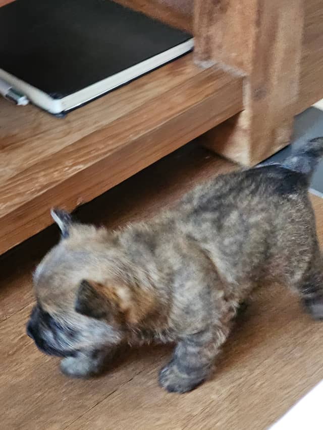 Vun Attilbrigga Cairn Terrier