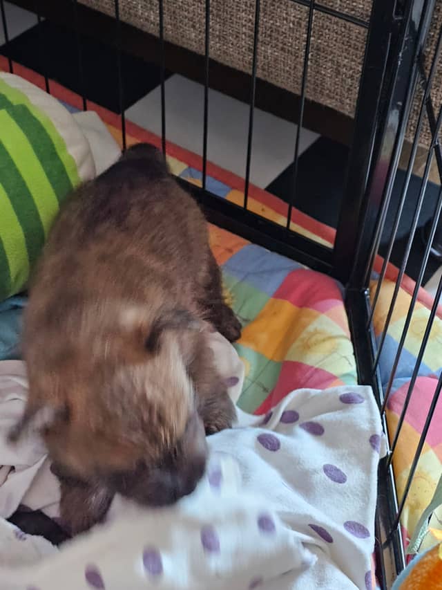 Vun Attilbrigga Cairn Terrier
