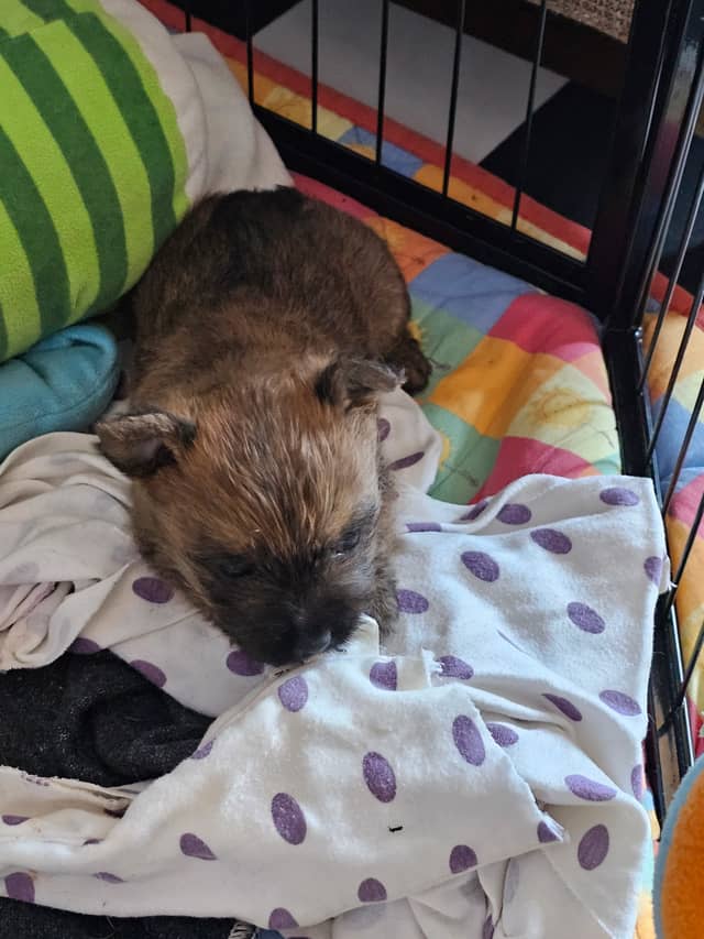 Vun Attilbrigga Cairn Terrier