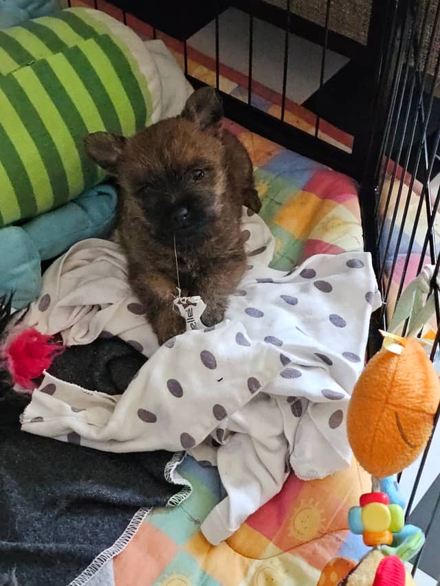 Vun Attilbrigga Cairn Terrier