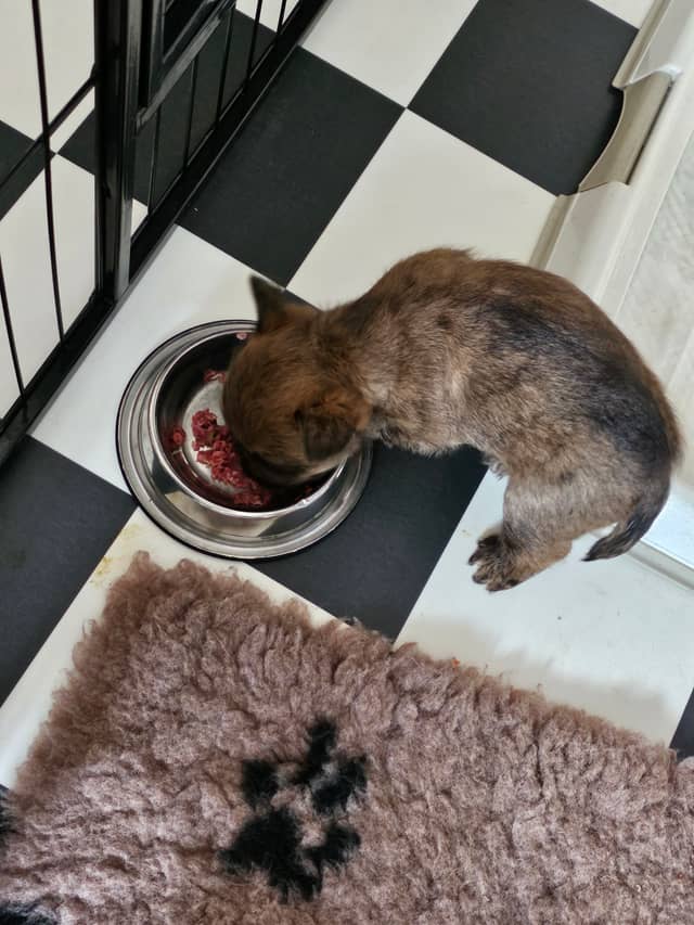 Vun Attilbrigga Cairn Terrier