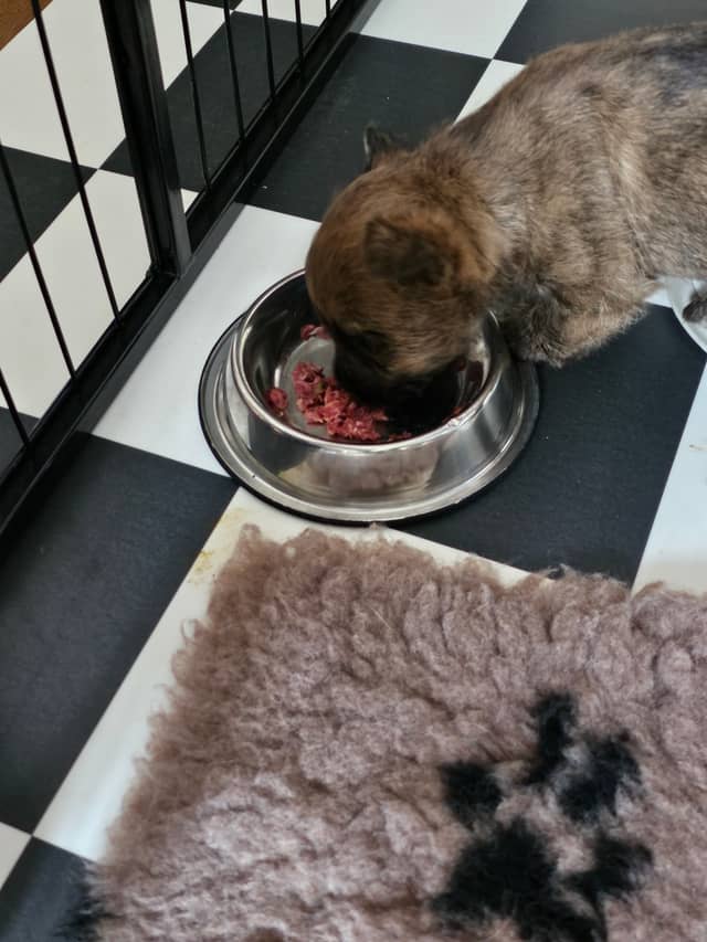 Vun Attilbrigga Cairn Terrier