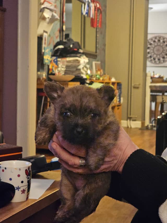 Vun Attilbrigga Cairn Terrier