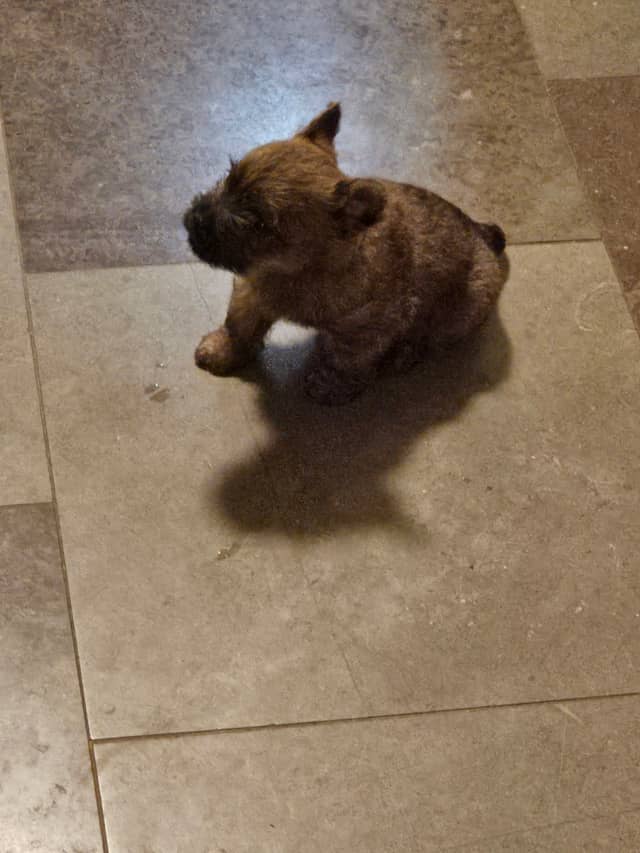 Vun Attilbrigga Cairn Terrier