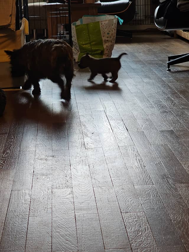 Vun Attilbrigga Cairn Terrier