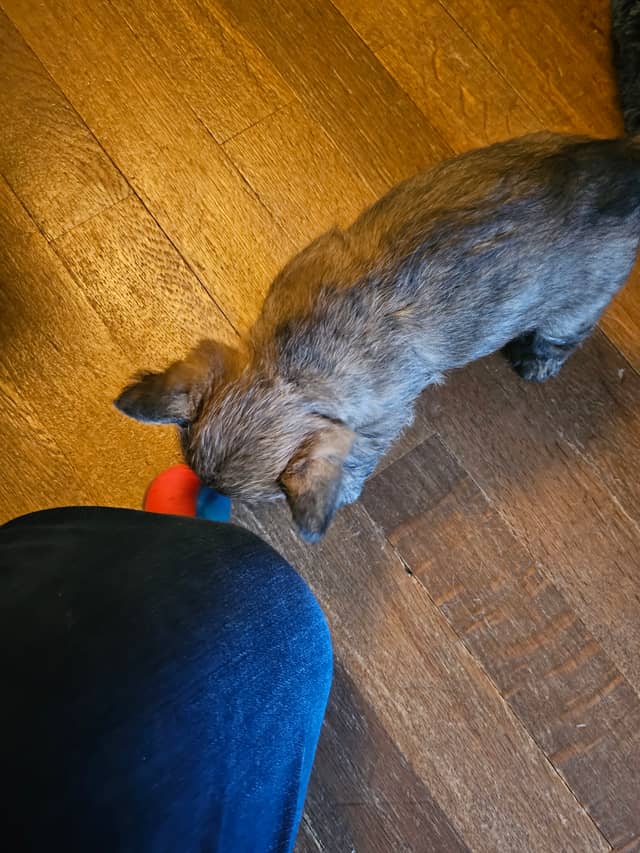 Vun Attilbrigga Cairn Terrier