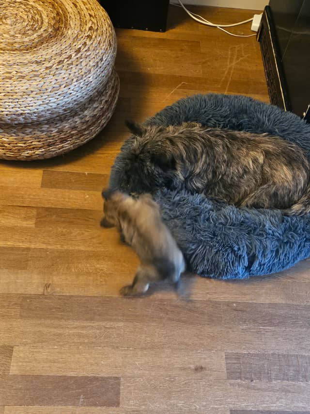 Vun Attilbrigga Cairn Terrier