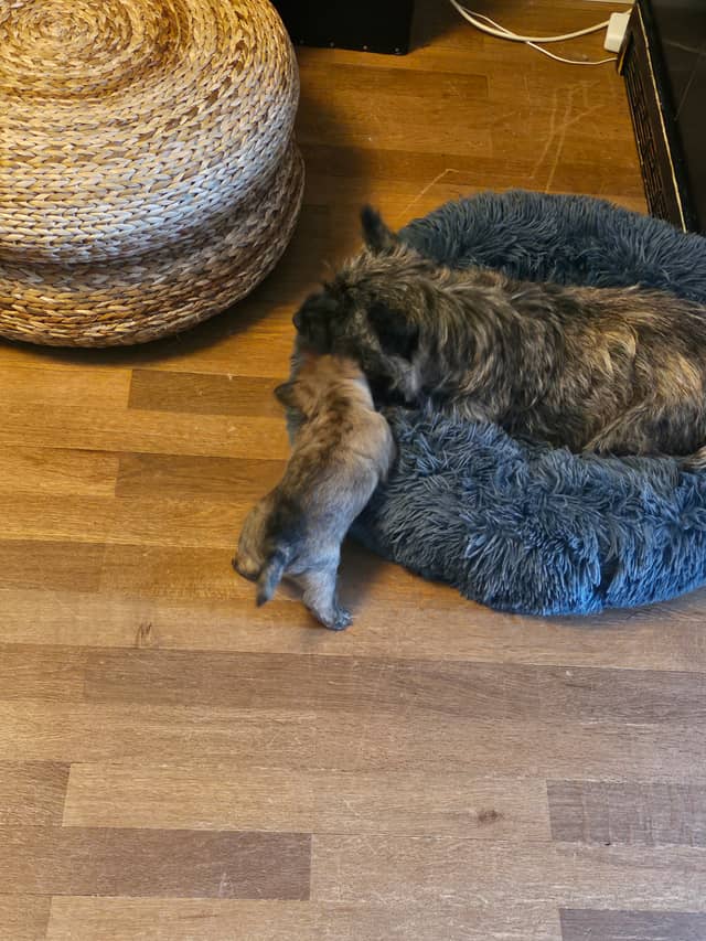 Vun Attilbrigga Cairn Terrier