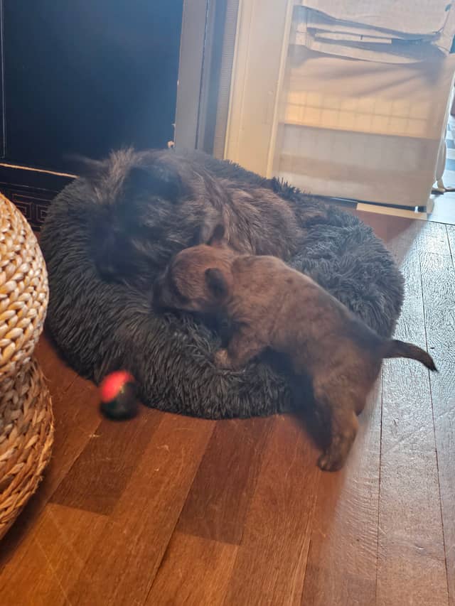 Vun Attilbrigga Cairn Terrier