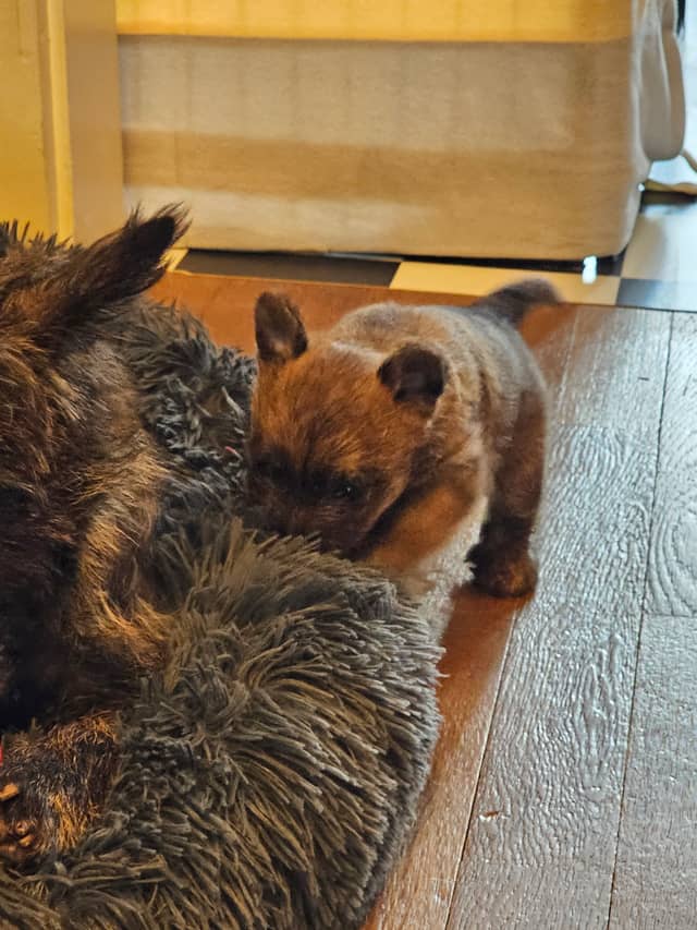 Vun Attilbrigga Cairn Terrier