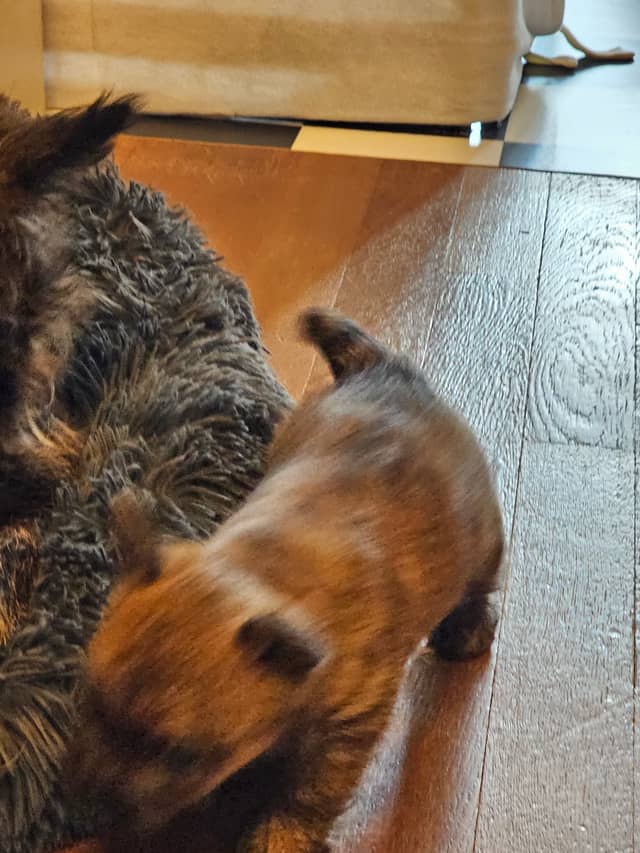 Vun Attilbrigga Cairn Terrier
