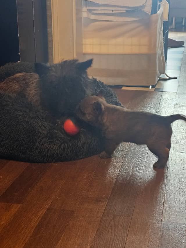 Vun Attilbrigga Cairn Terrier