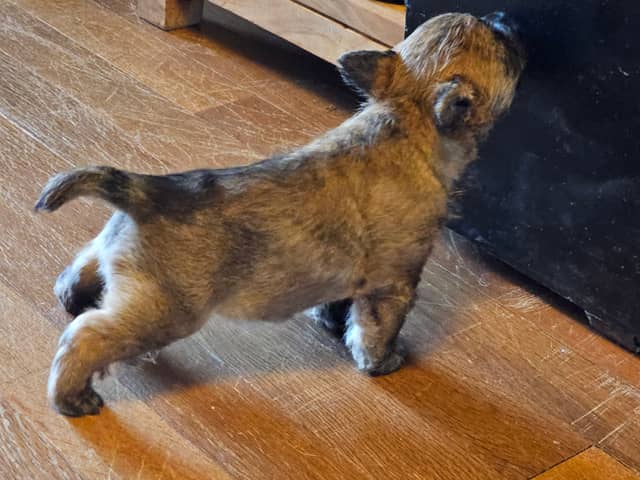 Vun Attilbrigga Cairn Terrier