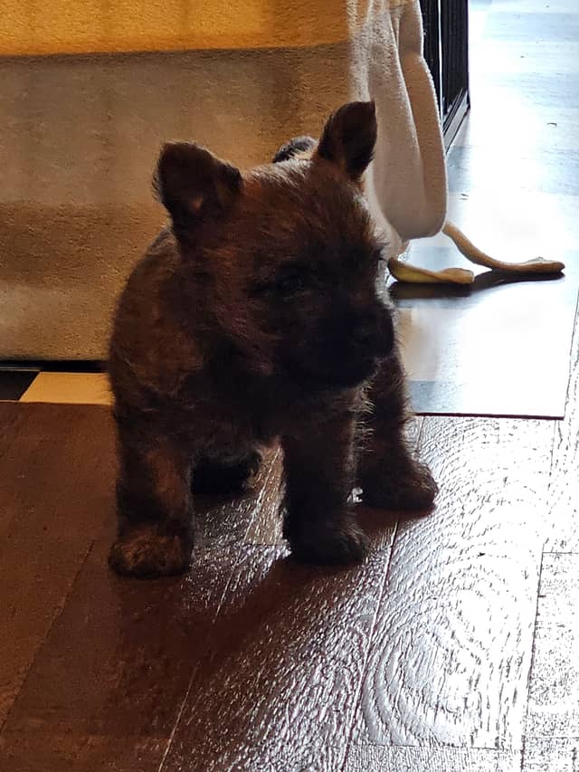 Vun Attilbrigga Cairn Terrier