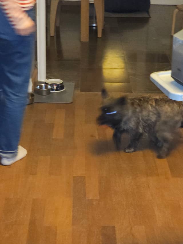 Vun Attilbrigga Cairn Terrier
