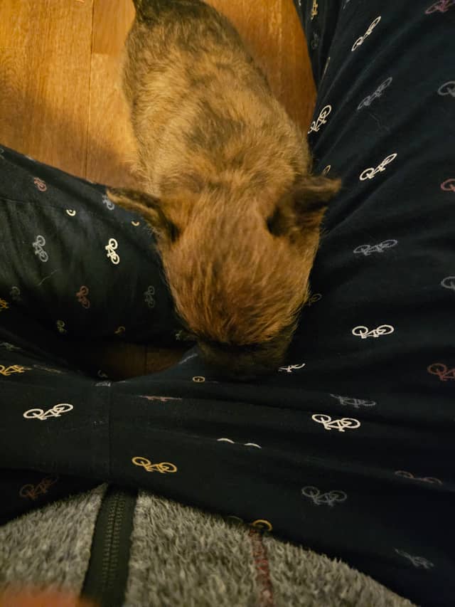 Vun Attilbrigga Cairn Terrier