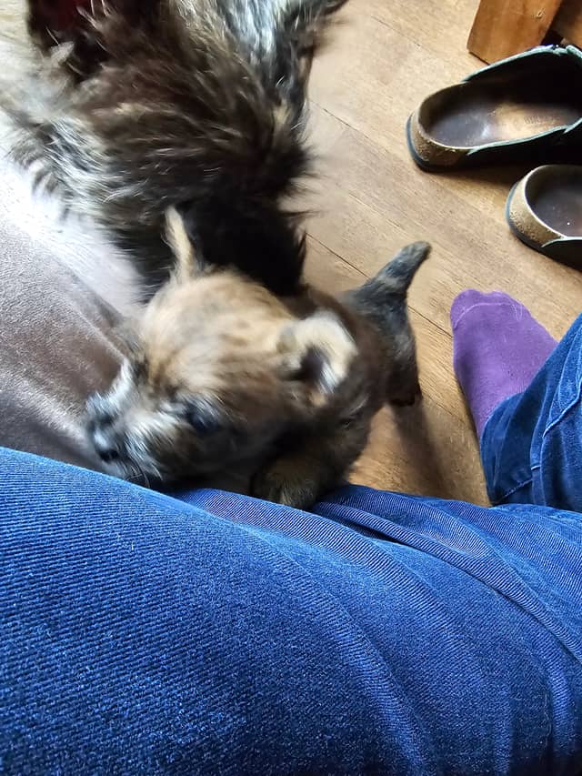 Vun Attilbrigga Cairn Terrier