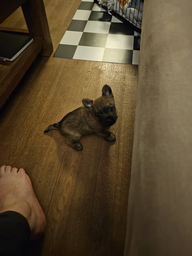 Vun Attilbrigga Cairn Terrier