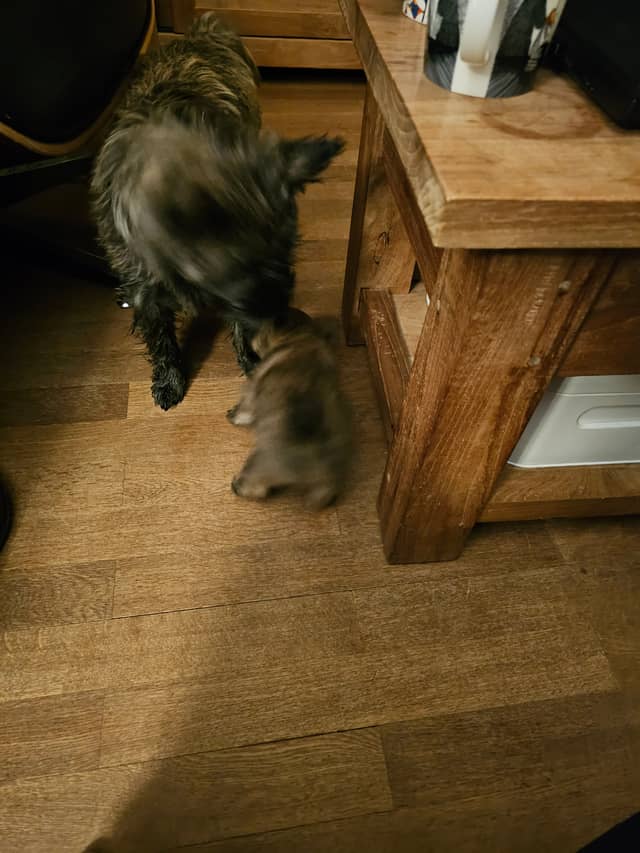 Vun Attilbrigga Cairn Terrier