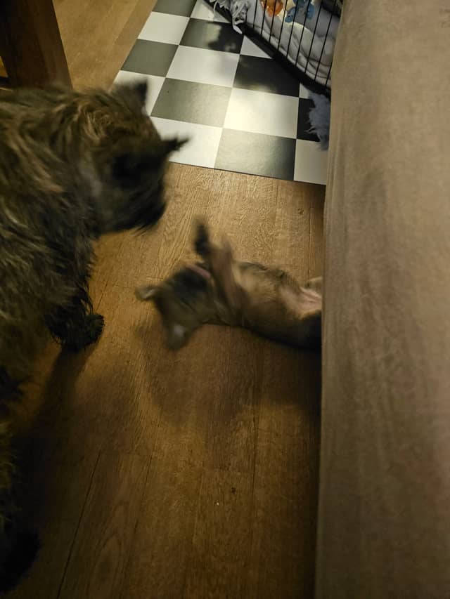 Vun Attilbrigga Cairn Terrier