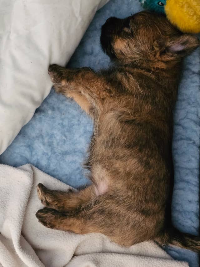 Vun Attilbrigga Cairn Terrier