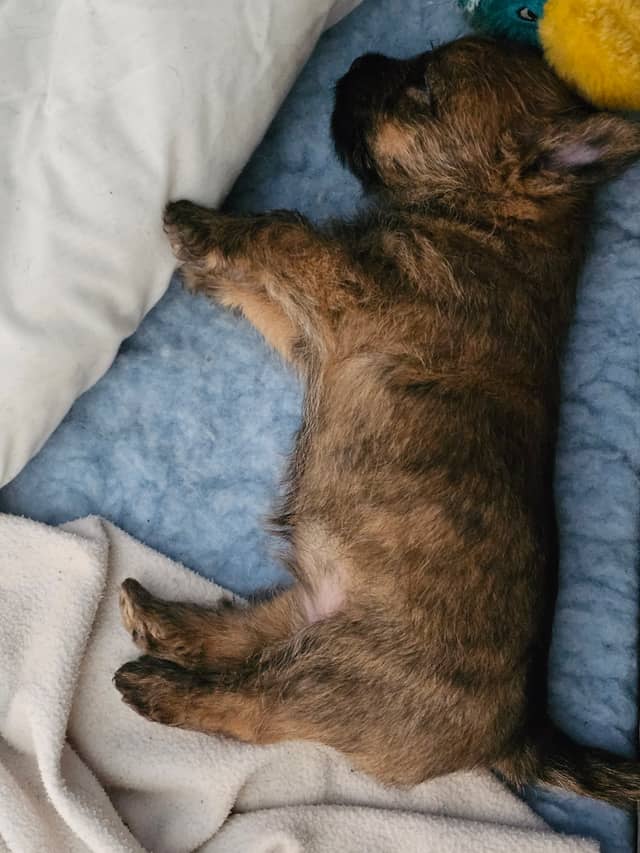 Vun Attilbrigga Cairn Terrier