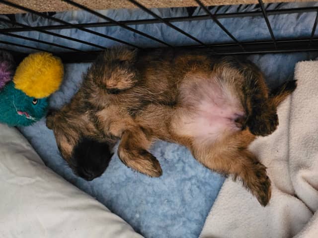 Vun Attilbrigga Cairn Terrier