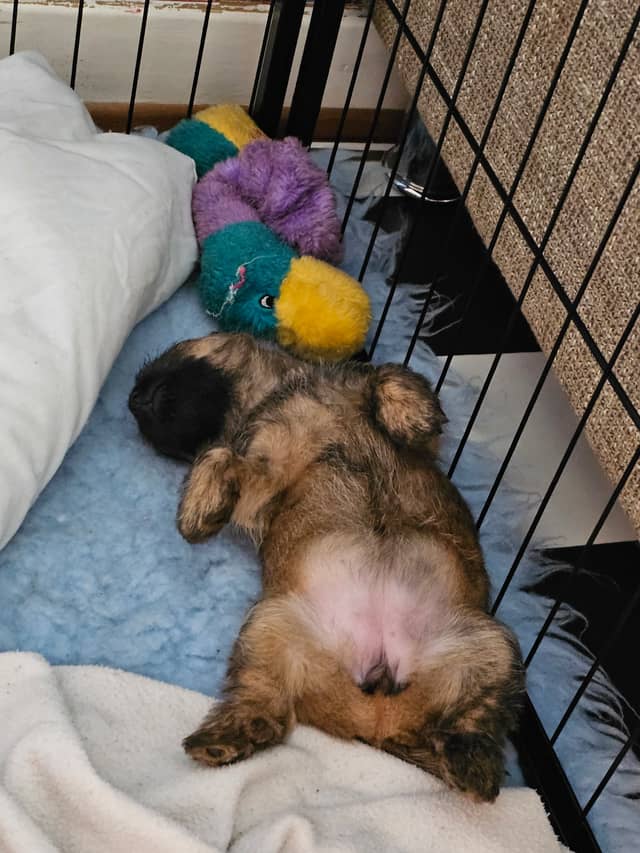 Vun Attilbrigga Cairn Terrier