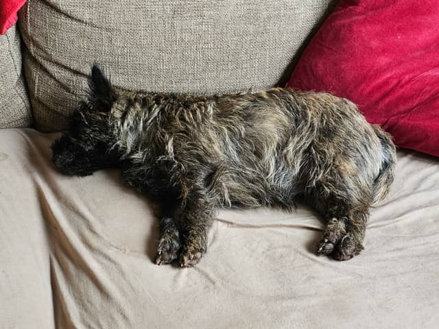 Vun Attilbrigga Cairn Terrier